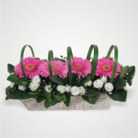 Long Basket with arrangement of Pink Gerbers and Michelmas wrapped with Green Loops