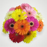 Mixed Coloured Gerbera Bouquet