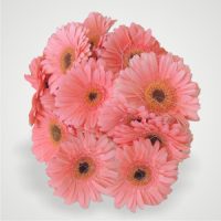 Pink Gerbera Bouquet