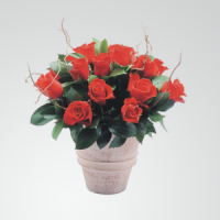 12 Red Roses with Greenery in a Pot