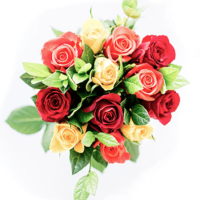 12 Red and Yellow Roses with Greenery Bouquet
