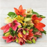 Mixed Coloured Bouquet of Lilies