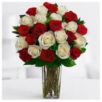 24 Red and White Roses in a Vase