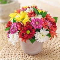 Rock the Daisies